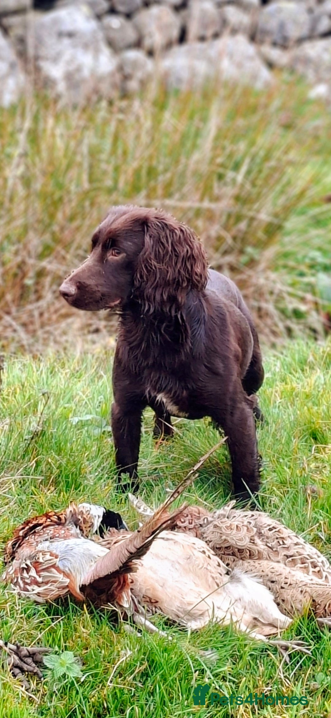 Cocker Spaniel dogs for sale: Cocker spaniel puppies  - Advert 2