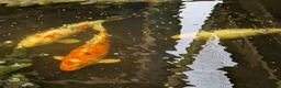 Koi Carp fish for sale: 3 Stunning Koi carp  - Advert 2