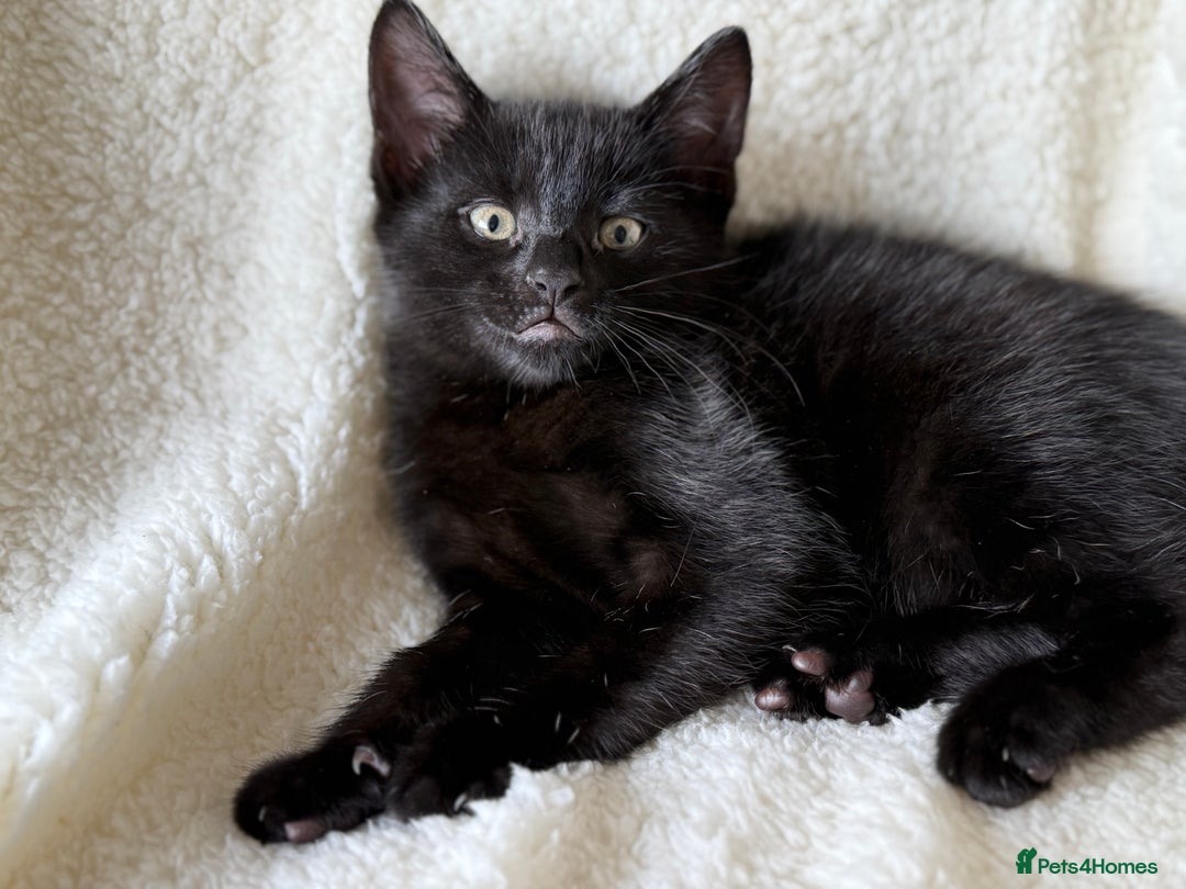 British Shorthair cats for sale: Urgent Sale of Gorgeous Kittens - Image 3