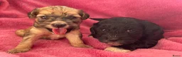 Shihpoo dogs for sale: *** LAST 1 LEFT** REDUCED TO SELL *** READY NOW ** - Advert 10