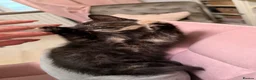 Domestic Shorthair cats for sale: Tortie cat, & and ginger  - Advert 10