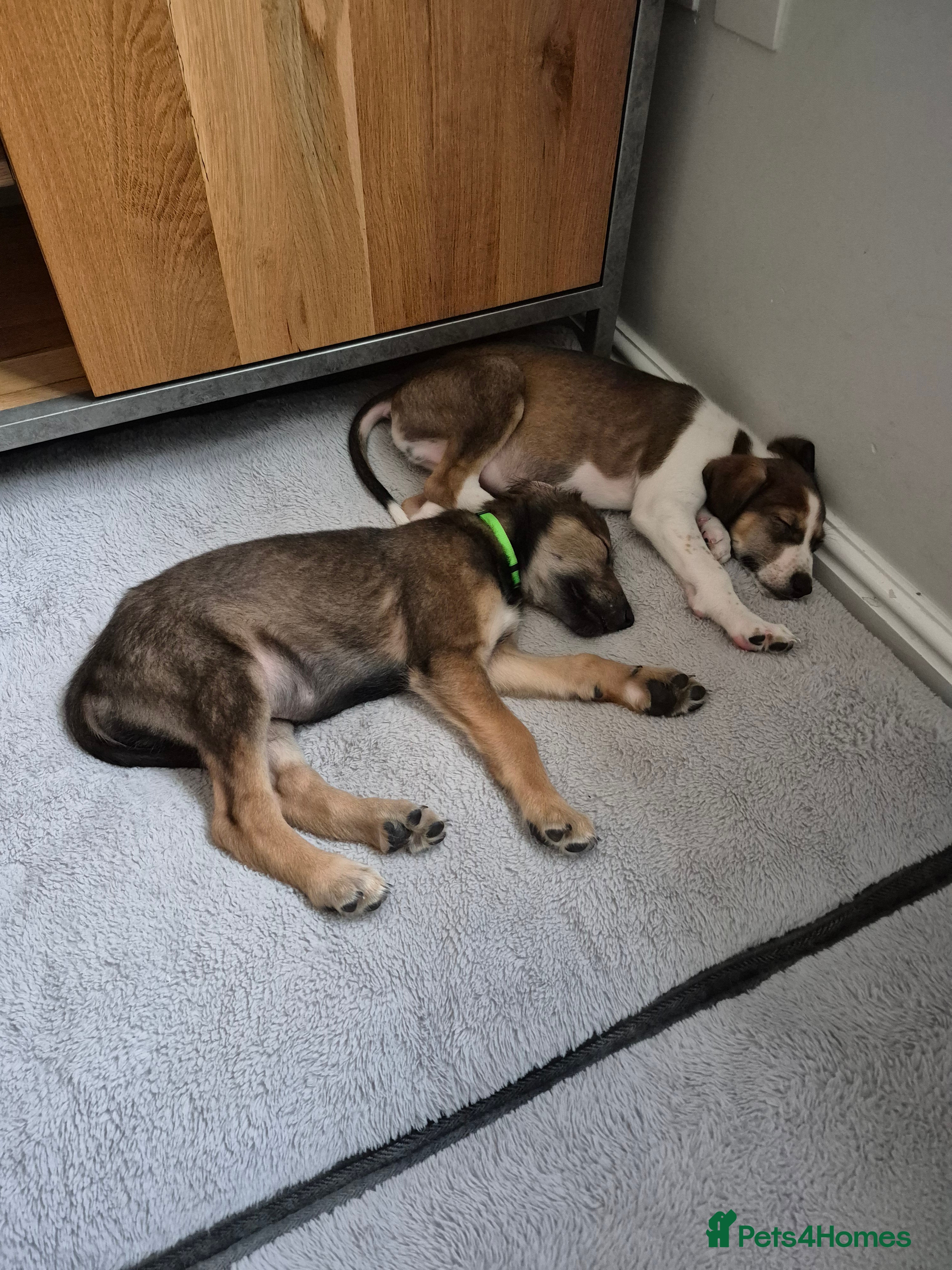 Lurcher dogs Two Lurcher boys left - Advert 6