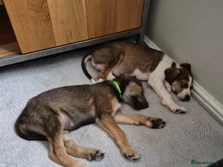 Lurcher dogs Two Lurcher boys left - Advert 6