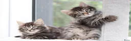 Mixed Breed cats for sale: 3 Lovely Kittens Ready to be Collected - Advert 10