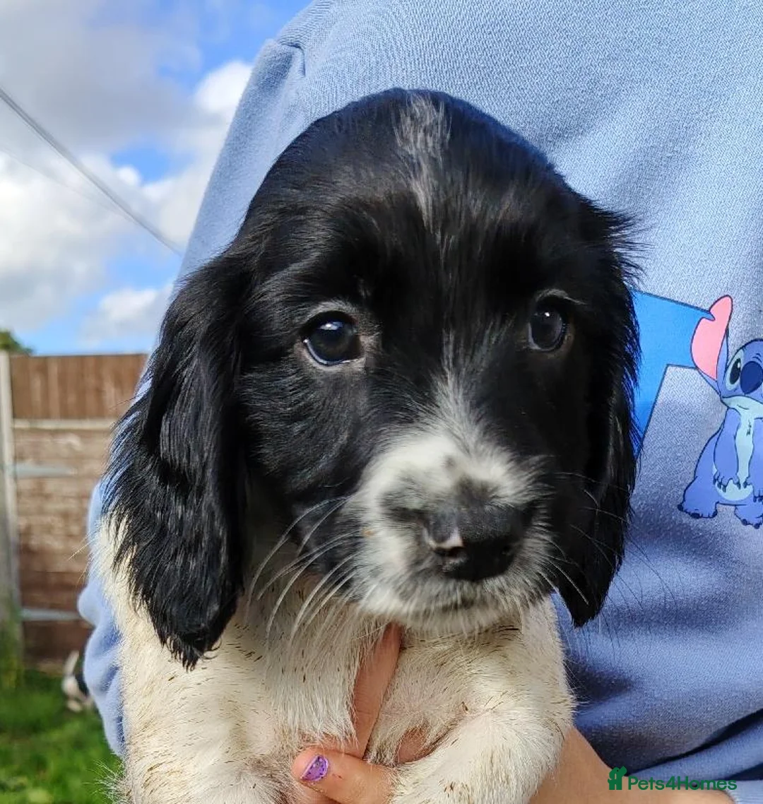 English Springer Spaniel dogs for sale: KC English Springer Spaniel pups - Advert 12