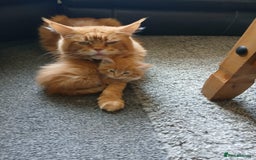Maine Coon cats for sale: Maine Coon male kitten - Image 8