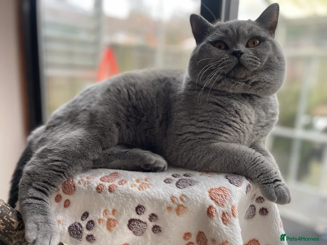 British Shorthair cats for stud: Blue British Shorthair Stud Available for service - Advert 2