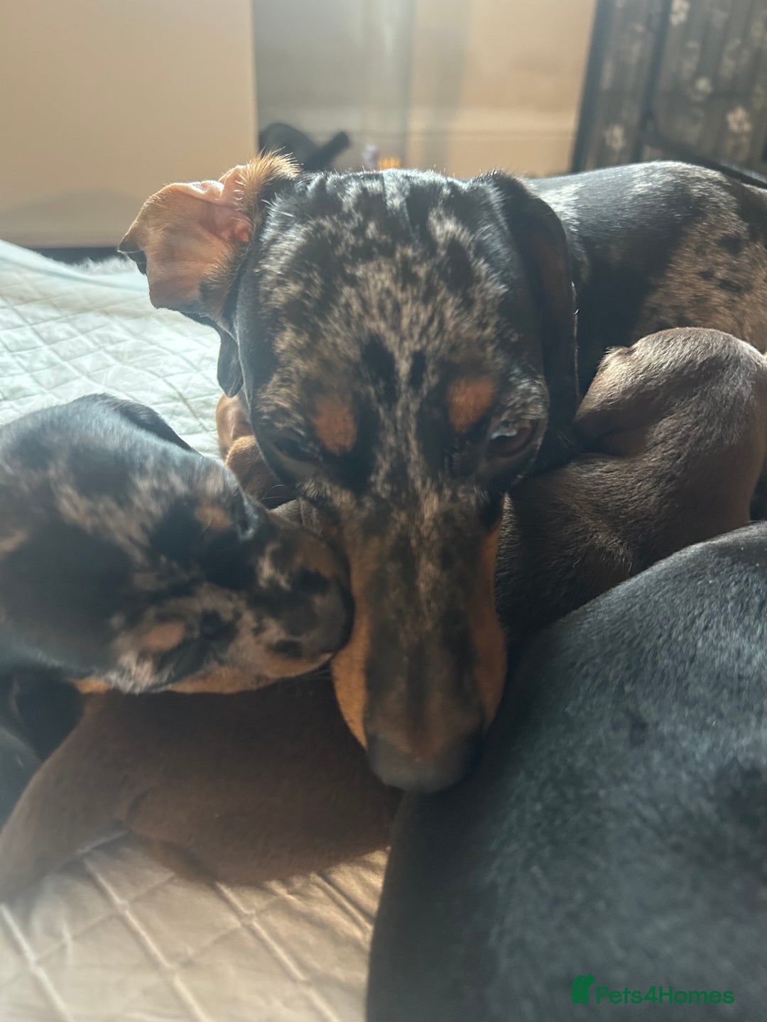 Miniature Dachshund dogs for sale: Miniature dachshunds for sale - ready to go now  - Image 15