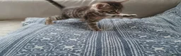Mixed Breed cats for sale: Cuddly Tabby almost ready to leave - Advert 8