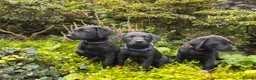 Labrador Retriever dogs for sale: *Just one male Labrador puppy left* - Advert 10