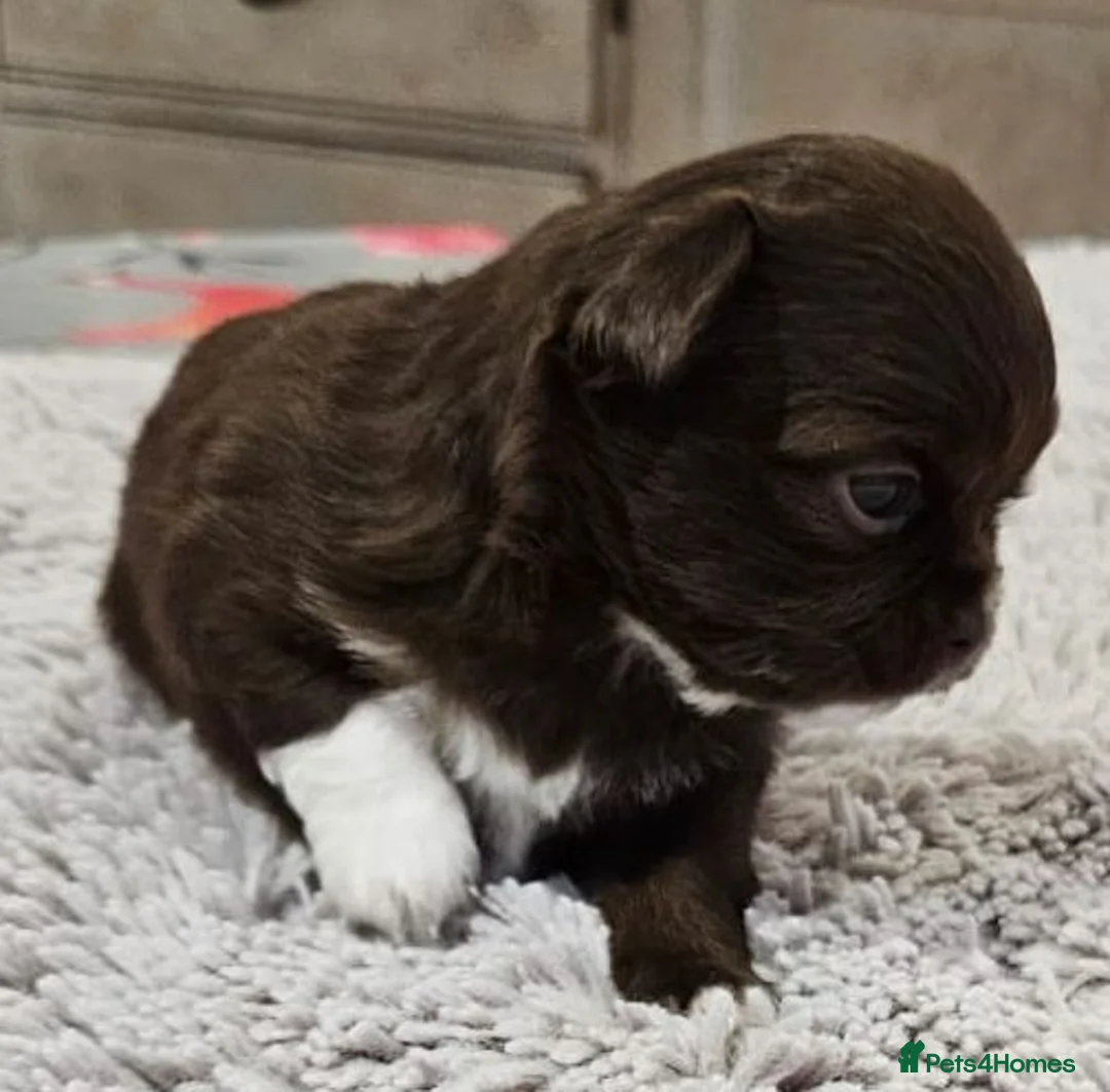 Chihuahua dogs for sale: KC longcoat Chihuahuas from Thai lines - Advert 11