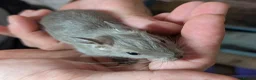 Degus rodents for sale: Lovely Degus ready for their forever homes - Advert 5