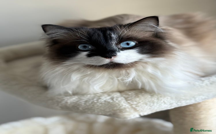 Ragdoll cats Gorgeous Female Ragdoll  - Advert 1