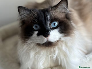 Ragdoll cats Gorgeous Female Ragdoll - Advert 1