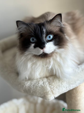 Ragdoll cats Gorgeous Female Ragdoll - Advert 5