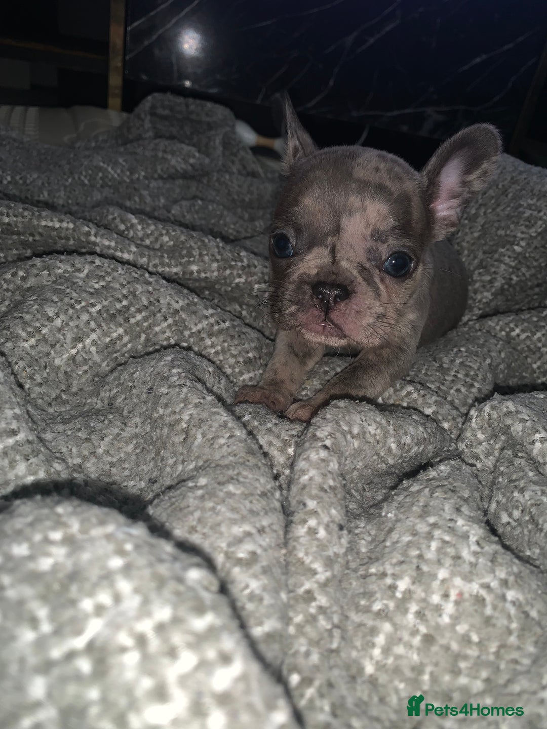 French Bulldog dogs for sale: REDUCED!!🥰Ready SOON 🐾 French bulldog puppies - Image 30