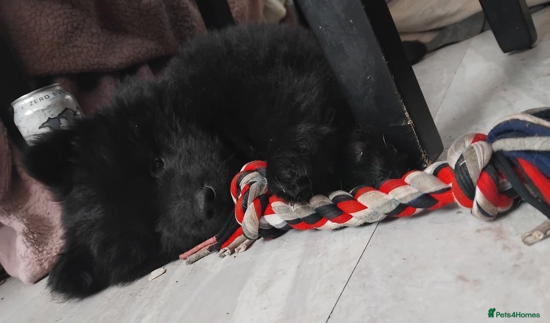 Mixed Breed dogs for sale: 7 month old chow chow x akita puppy - Image 5