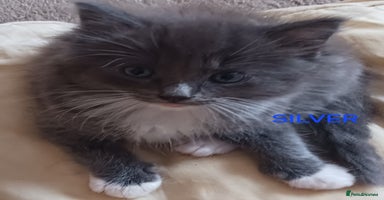 Ragdoll cats - Advert 16