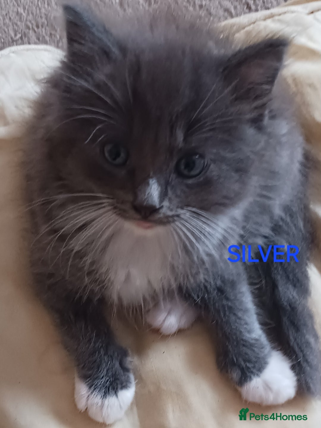 Ragdoll cats for sale: CUTE BLUE MITTED RAGDOLL KITTENS  - Image 2