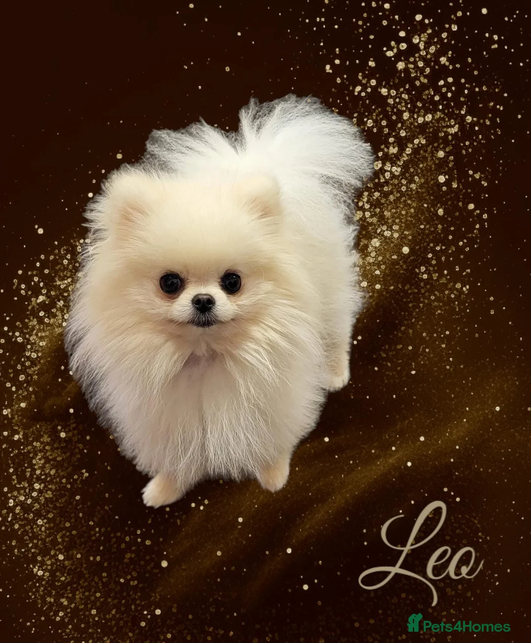 Pomeranian dogs for stud: Tiny1.4kg KC white Top Quality Pomeranian Stud in Coventry - Advert 1