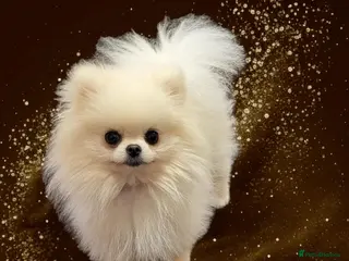 Pomeranian dogs Tiny1.4kg KC white Top Quality Pomeranian Stud in Coventry - Advert 10