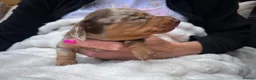 Miniature Dachshund dogs for sale: Miniature Dachshund Dapple Puppies  in Carluke - Advert 3