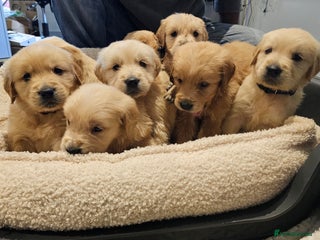 Golden Retriever dogs KC reg pedigree champion Golden Retriever pups - Advert 1