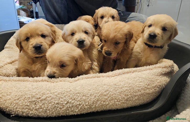 Golden Retriever dogs KC reg pedigree champion Golden Retriever pups - Advert 9