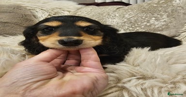 Miniature Dachshund dogs Longhairedd miniature dachshunds  - Advert 1