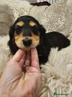 Miniature Dachshund dogs Longhairedd miniature dachshunds - Advert 12