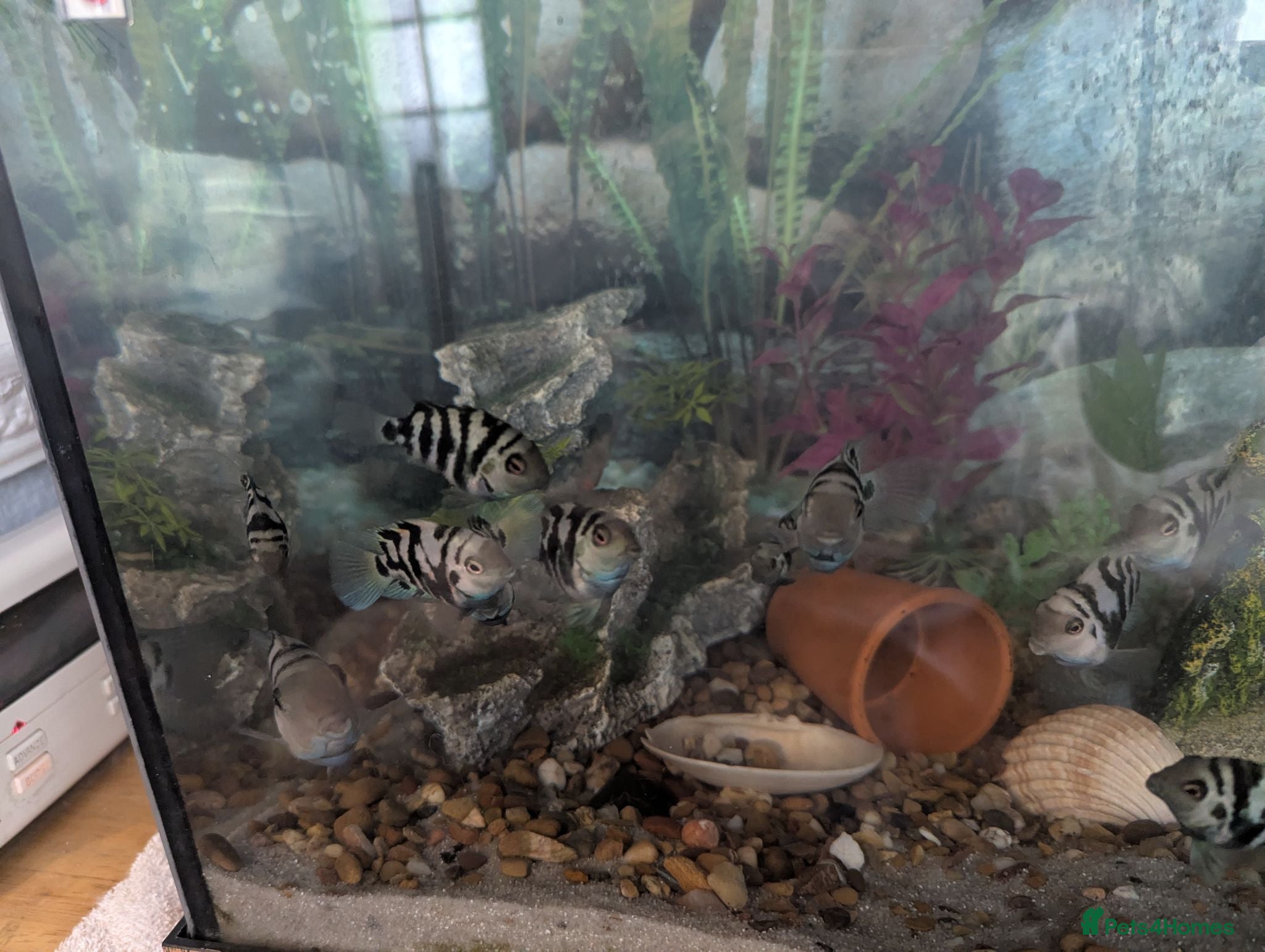 Cichlids fish Blue parrot fish - Advert 3
