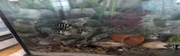 Cichlids fish for sale: Blue parrot fish - Advert 1