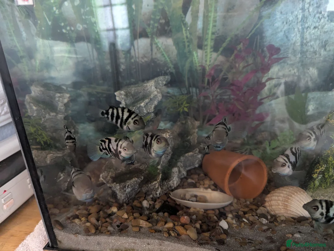 Cichlids fish for sale: Blue parrot fish - Advert 1