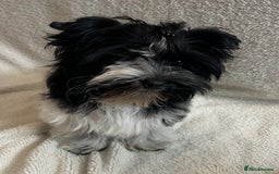 Mixed Breed dogs for sale: Colour Yorkshire Terrier   , DNA tested parents  - Image 8