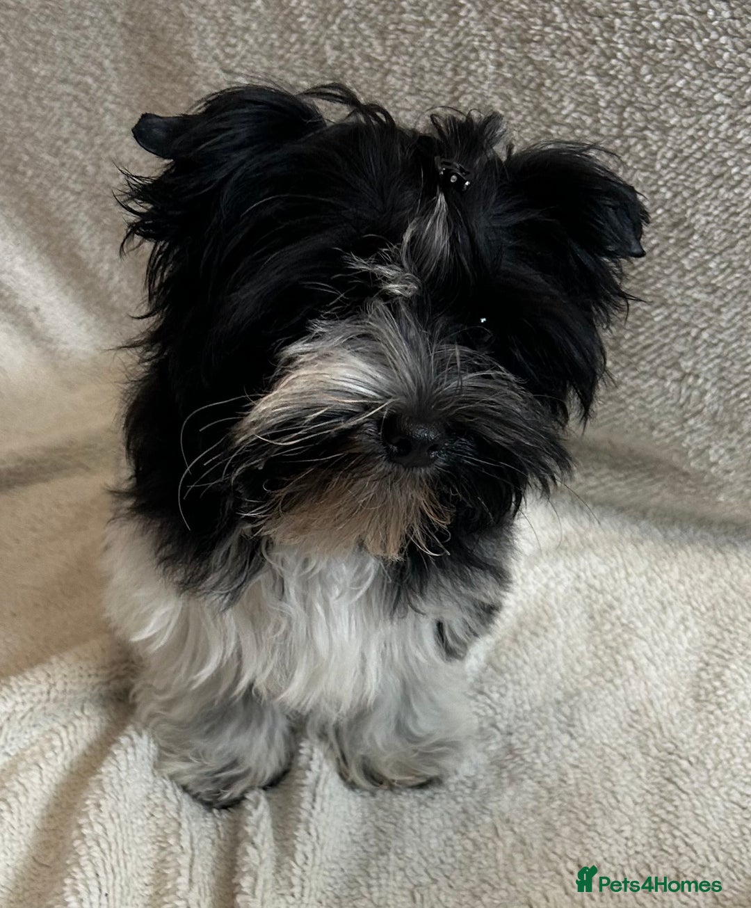 Mixed Breed dogs for sale: Colour Yorkshire Terrier   , DNA tested parents  - Image 8