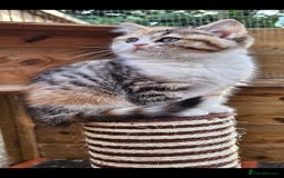 British Shorthair cats for sale: BSH Ginger & White, Calico & Gold Kittens - Image 1