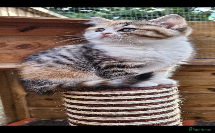 British Shorthair cats - Advert 1