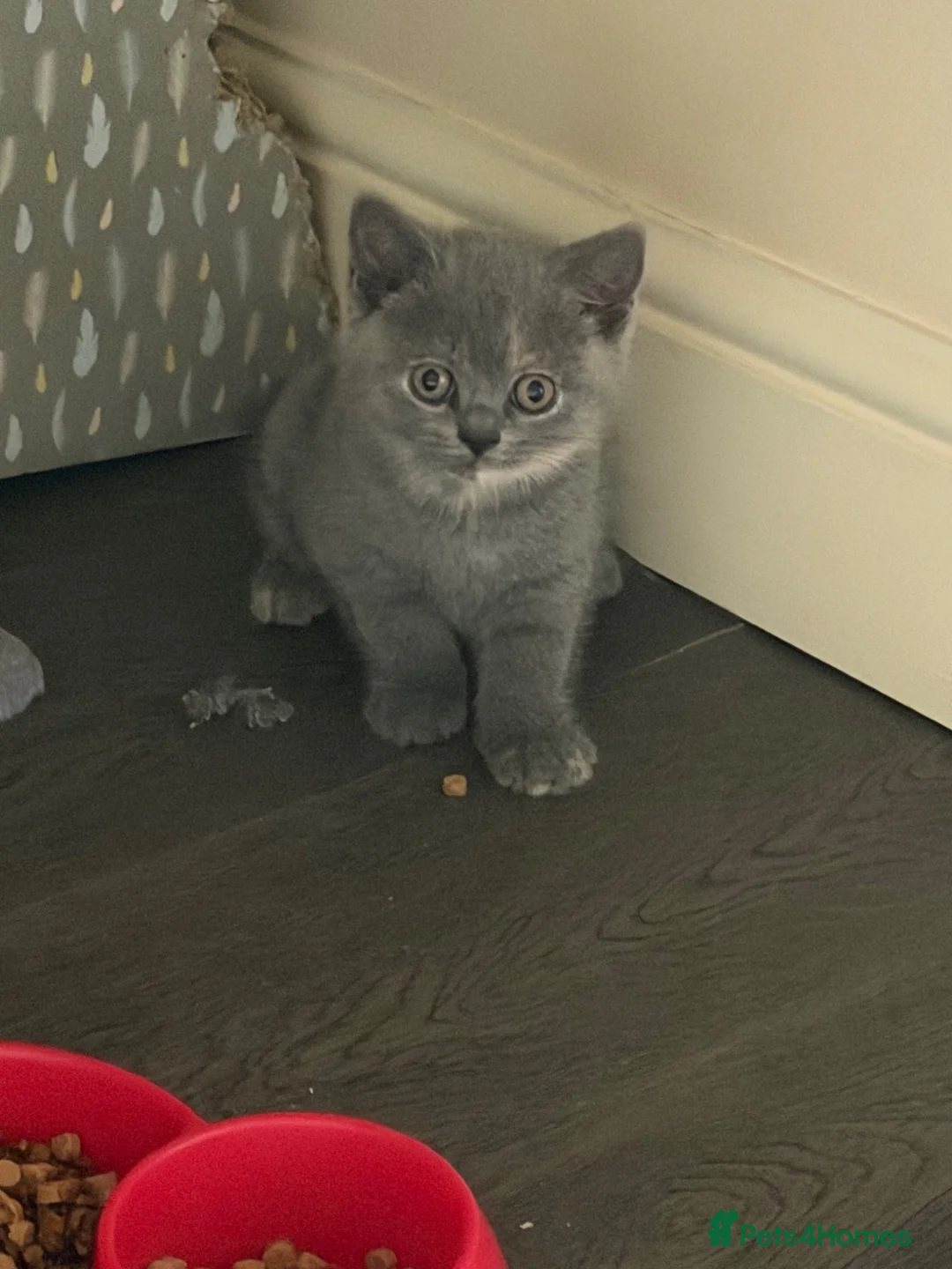 British Shorthair cats for sale: British shorthair - Advert 2