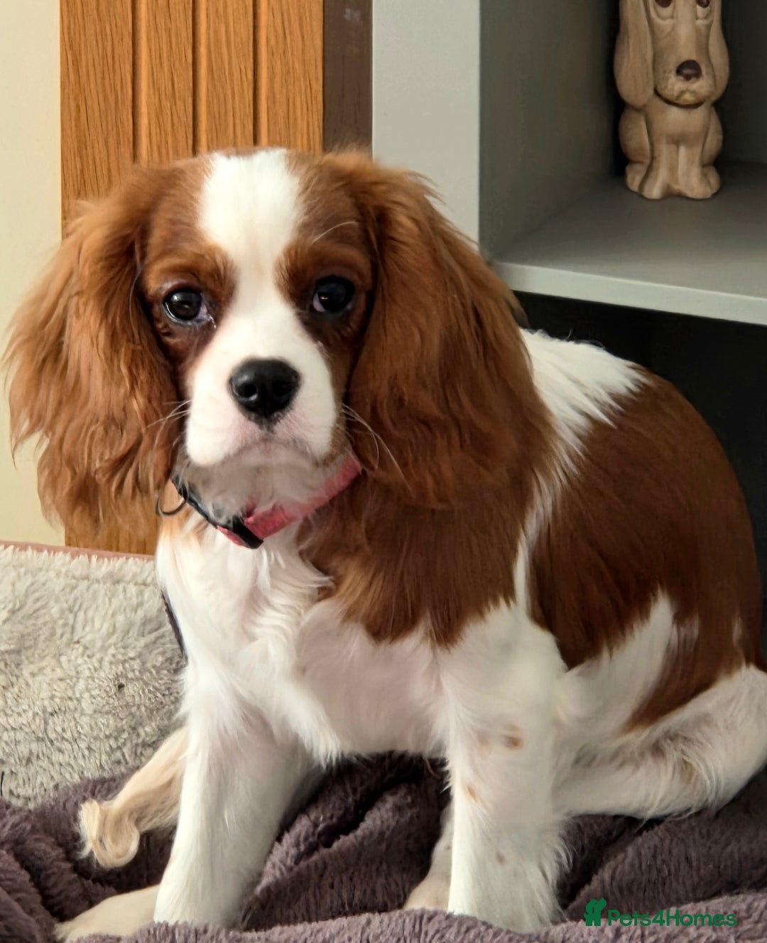 Cavalier King Charles Spaniel dogs for sale: Cavalier King Charles Spaniel bitch - Advert 4