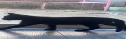 Mixed Breed cats for sale: Two kittens looking for there forever home in Barking - Advert 3