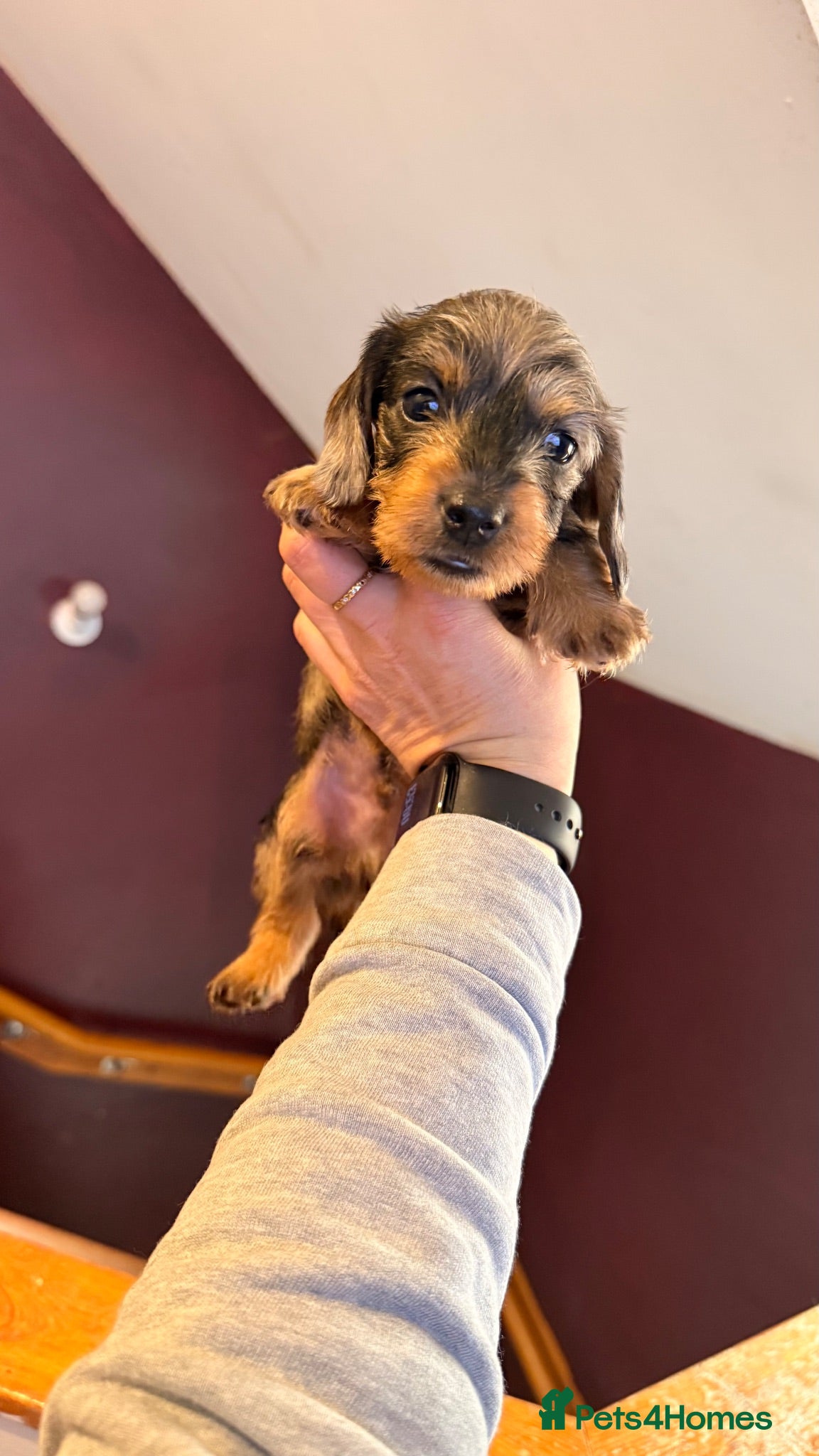 Miniature Dachshund dogs Miniature Wirehaired Dachshund Puppies  - Advert 15
