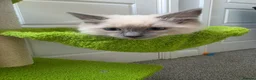Ragdoll cats for sale: GCCF registered stunning girls available!  - Advert 19