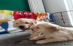 Golden Retriever dogs for sale: Golden Retriever Puppies - Collection 19 September - Image 9