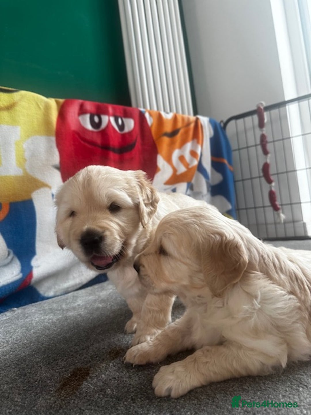 Golden Retriever dogs for sale: Golden Retriever Puppies - Collection 19 September - Image 9