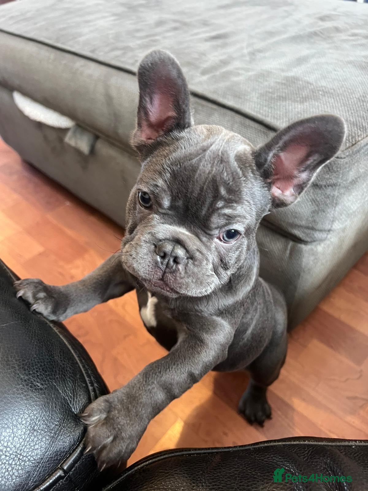 French Bulldog dogs Two gorgeous puppies looking for a new home  - Advert 14