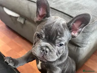 French Bulldog dogs Two gorgeous puppies looking for a new home - Advert 14