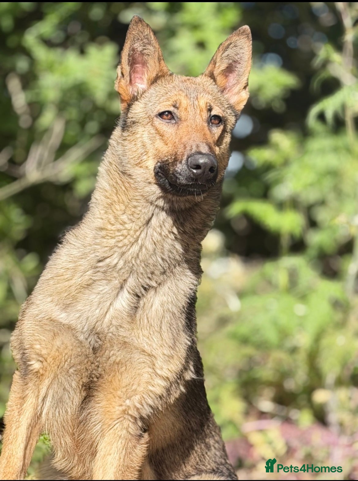 German Shepherd dogs 1 year old kc registered German Shepard  - Advert 9