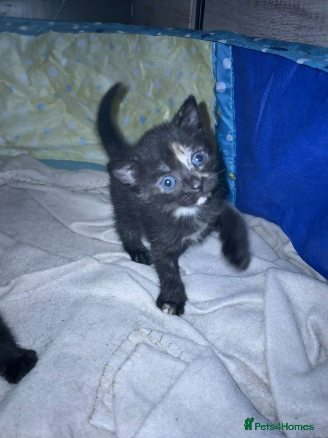 Mixed Breed cats for sale: Mixed bred ginger and black kitten - Image 2