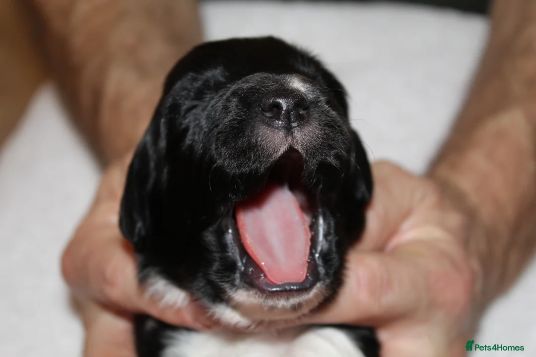 Sprollie dogs for sale: Intelligent & Affectionate Sprollie Puppies  - Advert 25