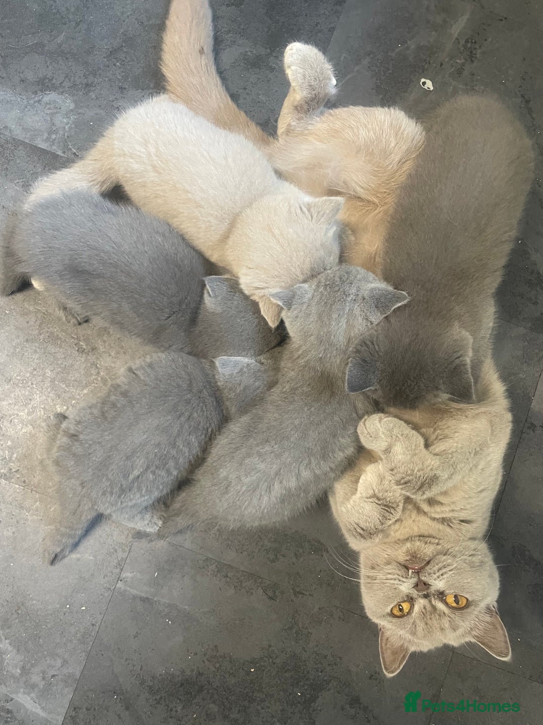 British Shorthair cats for sale: Beautiful British short hair kittens  - Image 29